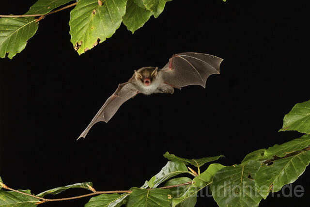 R14789 Fransenfledermaus im Flug, Natterer's Bat flying - Christoph Robiller