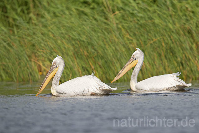 R14831 Krauskopfpelikan, Donaudelta, Dalmatian pelican, Danube Delta - Christoph Robiller