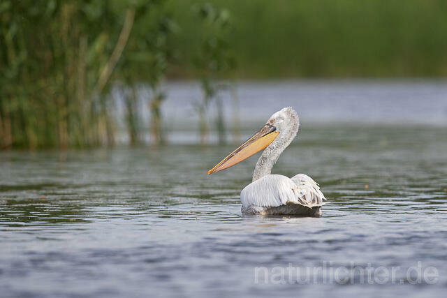R14832 Krauskopfpelikan, Donaudelta, Dalmatian pelican, Danube Delta - Christoph Robiller