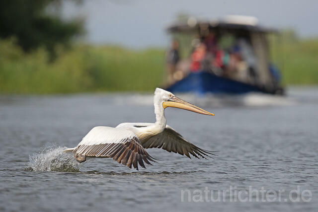 R14834 Krauskopfpelikan im Flug, Donaudelta, Dalmatian pelican flying, Danube Delta - Christoph Robiller
