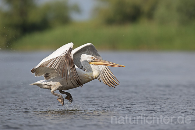 R14835 Krauskopfpelikan im Flug, Donaudelta, Dalmatian pelican flying, Danube Delta - Christoph Robiller
