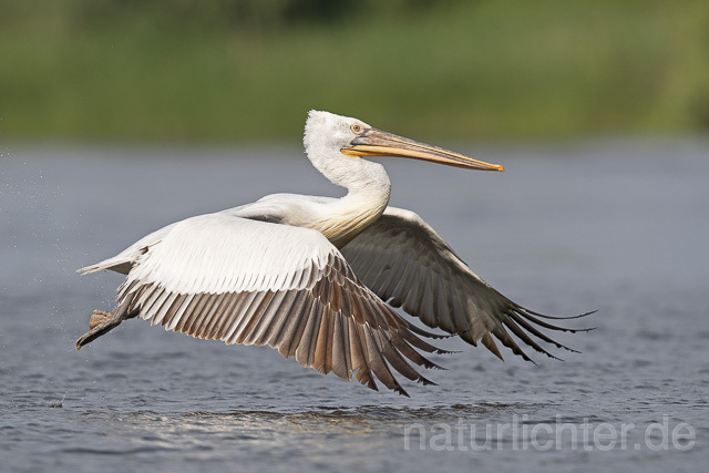 R14836 Krauskopfpelikan im Flug, Donaudelta, Dalmatian pelican flying, Danube Delta - Christoph Robiller
