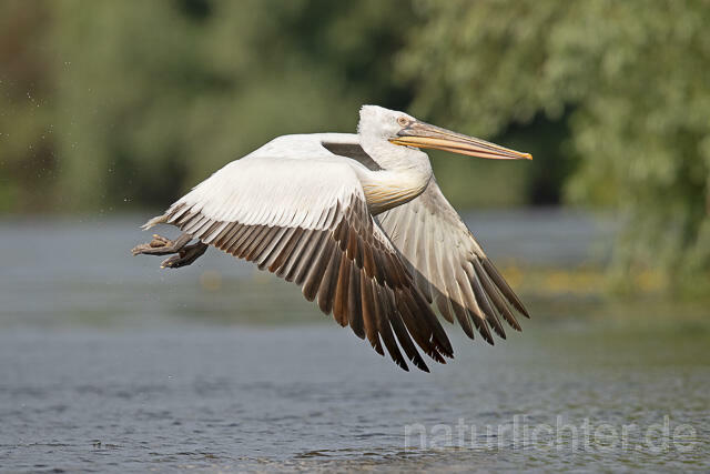 R14837 Krauskopfpelikan im Flug, Donaudelta, Dalmatian pelican flying, Danube Delta - Christoph Robiller
