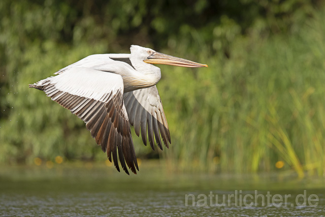 R14838 Krauskopfpelikan im Flug, Donaudelta, Dalmatian pelican flying, Danube Delta - Christoph Robiller