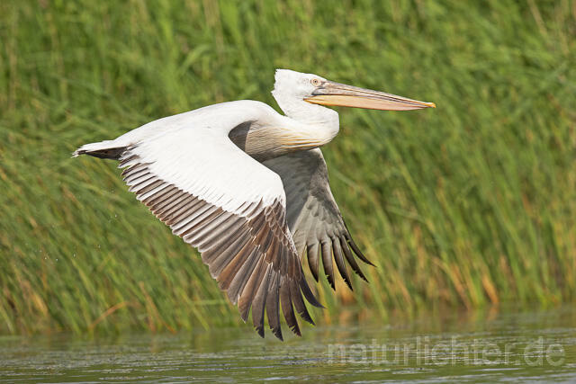 R14839 Krauskopfpelikan im Flug, Donaudelta, Dalmatian pelican flying, Danube Delta - Christoph Robiller
