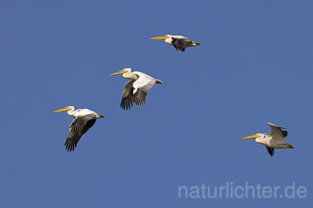 R14847 Rosapelikan im Flug, Donaudelta, Great white pelican flying, Danube Delta - Christoph Robiller