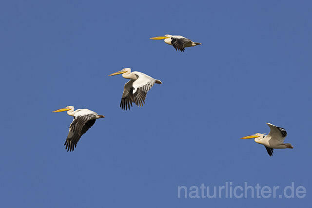 R14847 Rosapelikan im Flug, Donaudelta, Great white pelican flying, Danube Delta - Christoph Robiller