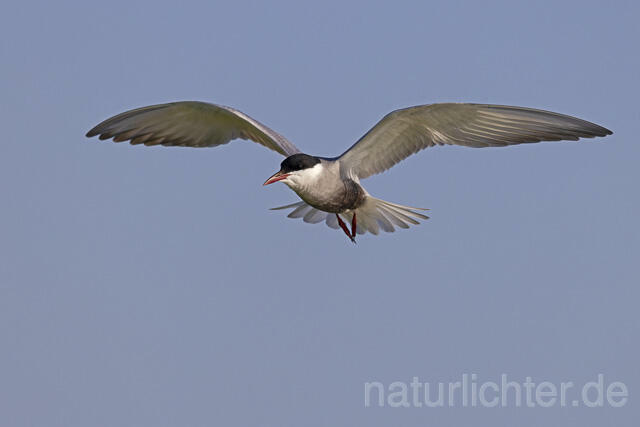 R14848 Weißbart-Seeschwalbe im Flug, Donaudelta, Whiskered Tern flying, Danube Delta - Christoph Robiller