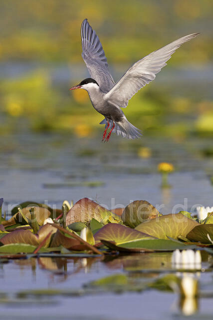 R14861 Weißbart-Seeschwalbe im Flug, Donaudelta, Whiskered Tern flying, Danube Delta - Christoph Robiller