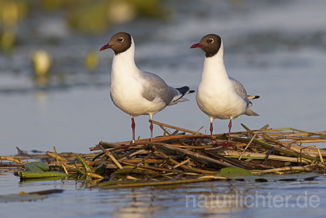 R14883 Lachmöwen am Nest, Donaudelta, Black-headed Gull at nest, Danube Delta - Christoph Robiller
