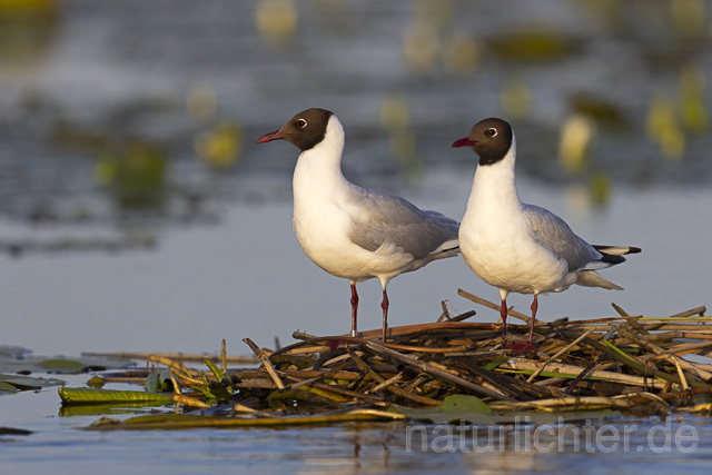 R14885 Lachmöwen am Nest, Donaudelta, Black-headed Gull at nest, Danube Delta - Christoph Robiller