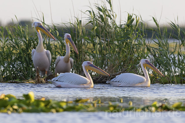 R14886 Rosapelikane, Donaudelta, Great white pelican, Danube Delta - Christoph Robiller
