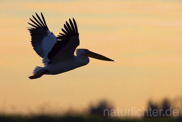R14887 Rosapelikan im Flug, Donaudelta, Great white pelican flying, Danube Delta - Christoph Robiller