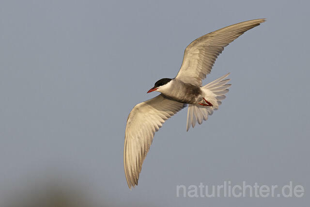 R14813 Weißbart-Seeschwalbe im Flug, Donaudelta, Whiskered Tern flying, Danube Delta - Christoph Robiller