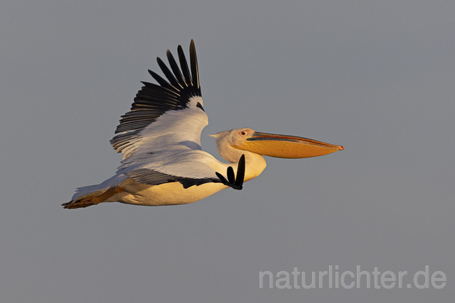 R14816 Rosapelikan im Flug, Donaudelta, Great white pelican flying, Danube Delta - Christoph Robiller
