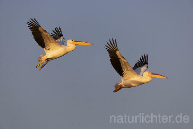 R14817 Rosapelikan im Flug, Donaudelta, Great white pelican flying, Danube Delta - Christoph Robiller