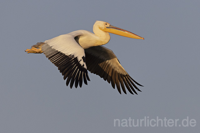 R14818 Rosapelikan im Flug, Donaudelta, Great white pelican flying, Danube Delta - Christoph Robiller