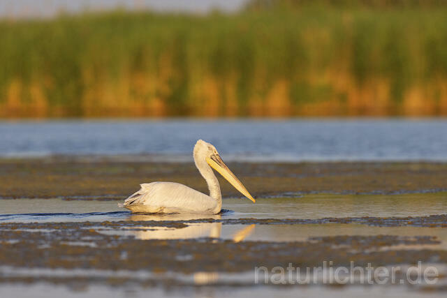 R14821 Krauskopfpelikan, Donaudelta, Dalmatian pelican, Danube Delta - Christoph Robiller