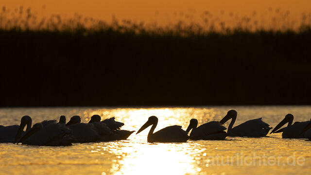 R14823 Rosapelikane, Sonnenuntergang, Donaudelta, Great white pelican at sunset, Danube Delta - Christoph Robiller