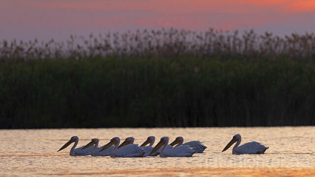 R14824 Rosapelikane, Sonnenuntergang, Donaudelta, Great white pelican at sunset, Danube Delta - Christoph Robiller