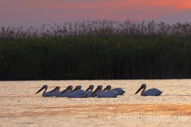 R14825 Rosapelikane, Sonnenuntergang, Donaudelta, Great white pelican at sunset, Danube Delta - Christoph Robiller