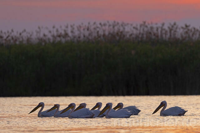 R14826 Rosapelikane, Sonnenuntergang, Donaudelta, Great white pelican at sunset, Danube Delta - Christoph Robiller