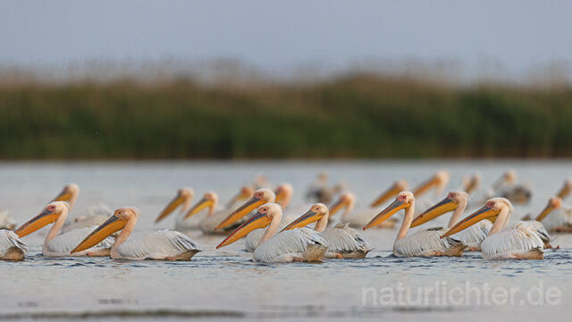 R14828 Rosapelikane, Sonnenuntergang, Donaudelta, Great white pelican at sunset, Danube Delta - Christoph Robiller