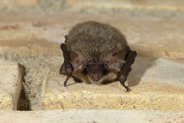 R14889 Graues Langohr im Winterquartier, Grey Long-eared Bat