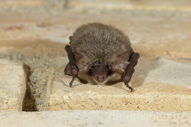 R14888 Graues Langohr im Winterquartier, Grey Long-eared Bat