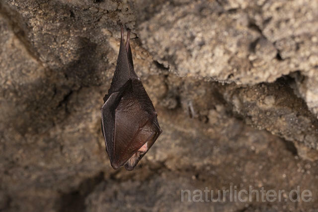 R14894 Kleine Hufeisennase im Winterquartier, Lesser horseshoe bat hibernation