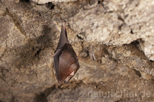 R14895 Kleine Hufeisennase im Winterquartier, Lesser horseshoe bat hibernation