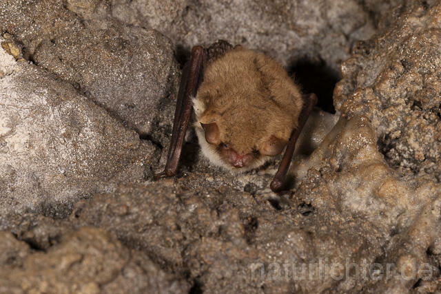 R14896 Wasserfledermaus im Winterquartier, Daubenton's bat hibernation - Christoph Robiller