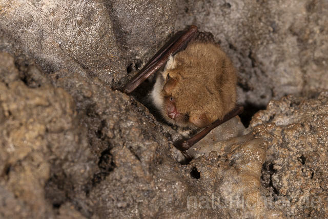 R14897 Wasserfledermaus im Winterquartier, Daubenton's bat hibernation - Christoph Robiller