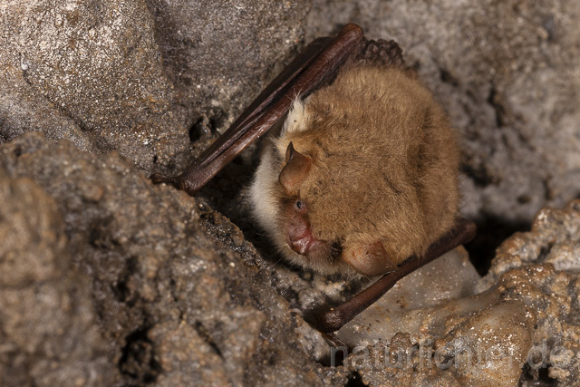 R14898 Wasserfledermaus im Winterquartier, Daubenton's bat hibernation - Christoph Robiller