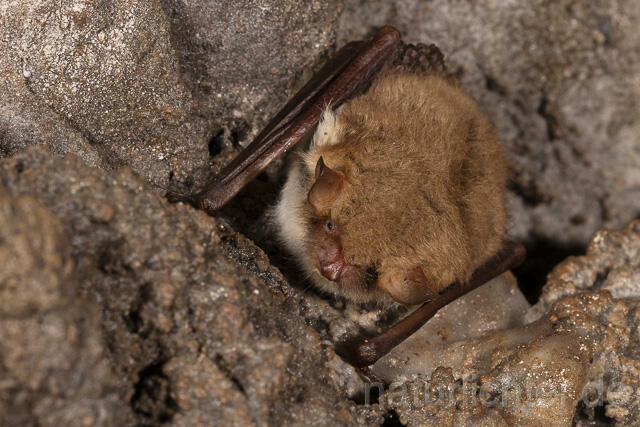 R14898 Wasserfledermaus im Winterquartier, Daubenton's bat hibernation