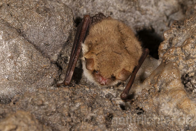 R14899 Wasserfledermaus im Winterquartier, Daubenton's bat hibernation