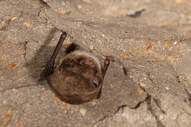 R14900 Wasserfledermaus im Winterquartier, Daubenton's bat hibernation