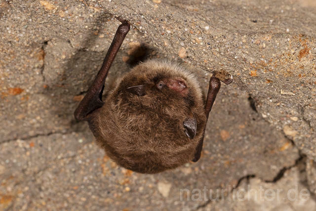 R14901 Wasserfledermaus im Winterquartier, Daubenton's bat hibernation