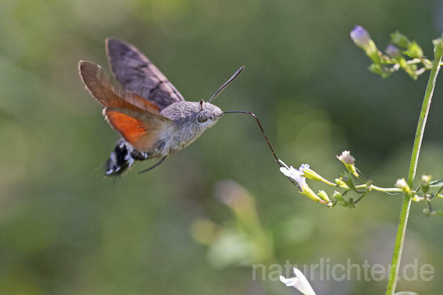 R14925 Taubenschwänzchen im Flug, Hummingbird Hawk-moth flying