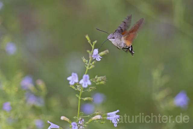 R14926 Taubenschwänzchen im Flug, Hummingbird Hawk-moth flying