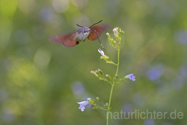 R14927 Taubenschwänzchen im Flug, Hummingbird Hawk-moth flying - Christoph Robiller