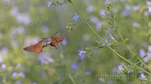 R14928 Taubenschwänzchen im Flug, Hummingbird Hawk-moth flying
