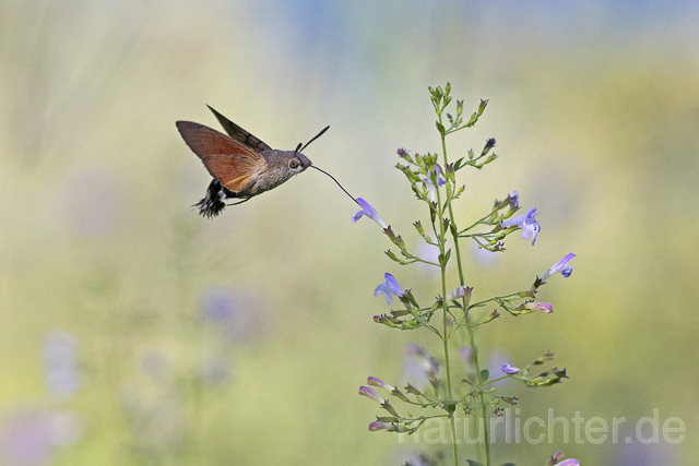 R14930 Taubenschwänzchen im Flug, Hummingbird Hawk-moth flying - Christoph Robiller