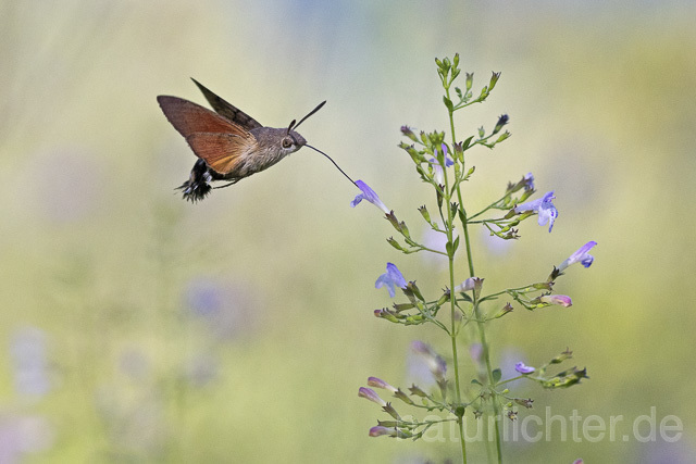 R14931 Taubenschwänzchen im Flug, Hummingbird Hawk-moth flying
