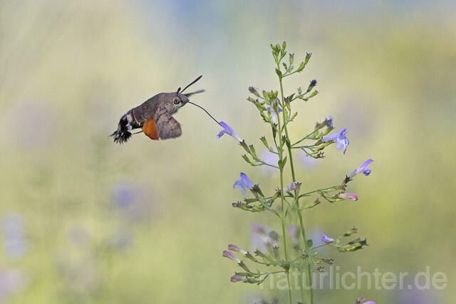 R14932 Taubenschwänzchen im Flug, Hummingbird Hawk-moth flying