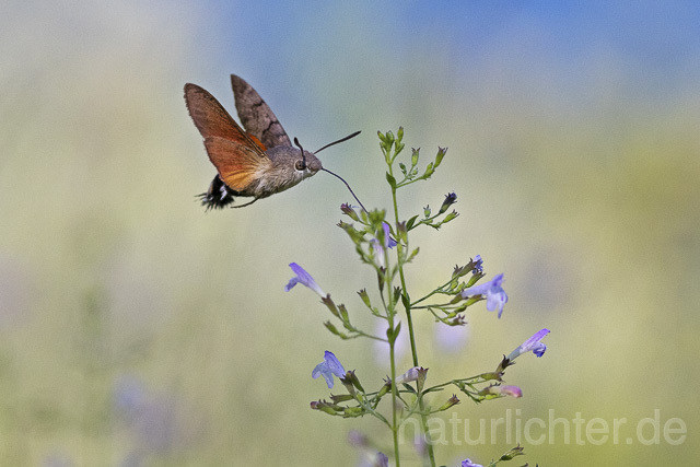 R14933 Taubenschwänzchen im Flug, Hummingbird Hawk-moth flying