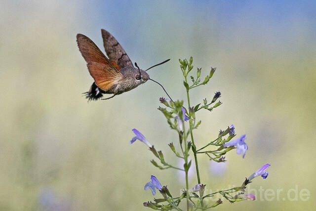 R14934 Taubenschwänzchen im Flug, Hummingbird Hawk-moth flying