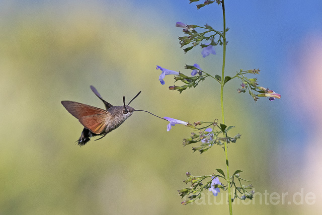 R14936 Taubenschwänzchen im Flug, Hummingbird Hawk-moth flying - Christoph Robiller