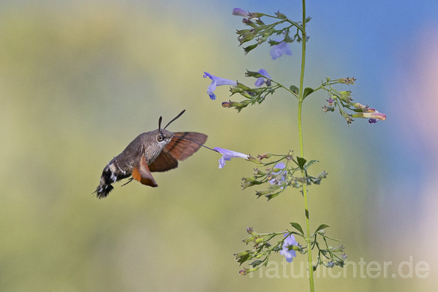 R14937 Taubenschwänzchen im Flug, Hummingbird Hawk-moth flying