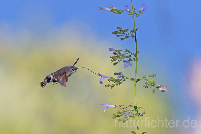 R14938 Taubenschwänzchen im Flug, Hummingbird Hawk-moth flying